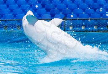 white dolphin in the pool