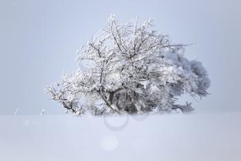 winter tree in nature