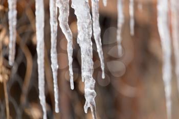 icicles on nature