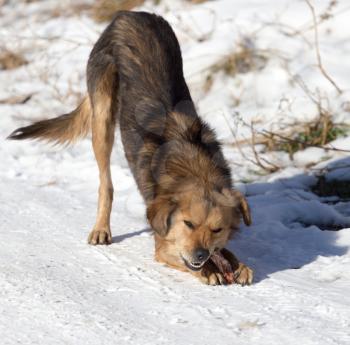 dog eats snow