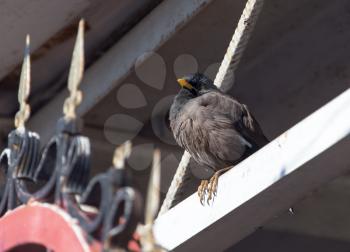 Indian starling in the city