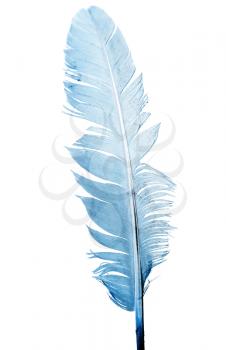 blue feather on a white background