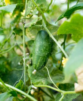 ripe cucumber in the garden