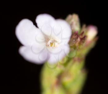 little flower in nature. macro