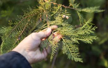 Thuja in hand on nature