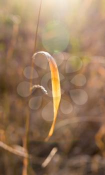 autumn grass at sunset