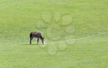 donkey grazing in a meadow