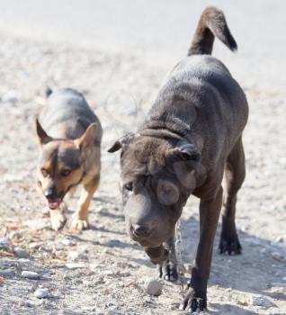 Two dogs walking in nature