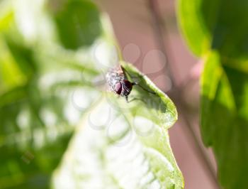 fly on a green leaf. macro