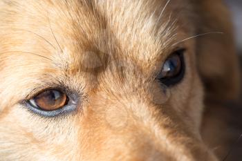 the eyes of a dog. macro