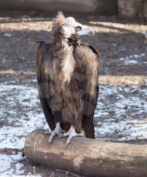 eagle in zoo