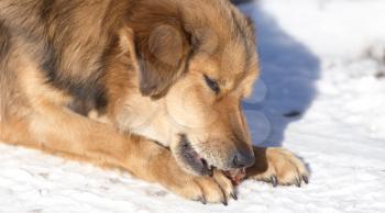 dog eats snow