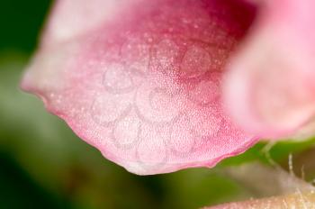Beautiful little pink flower on nature. macro