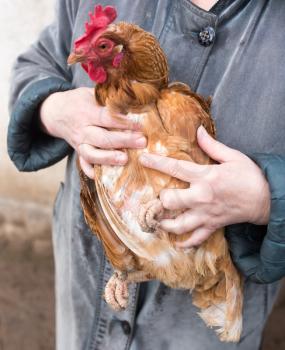 Portrait of a red hen in hands .
