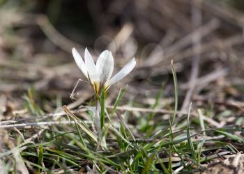 Beautiful white snowdrop flower on nature outdoors