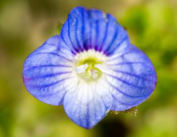 Beautiful little blue flower on nature. macro