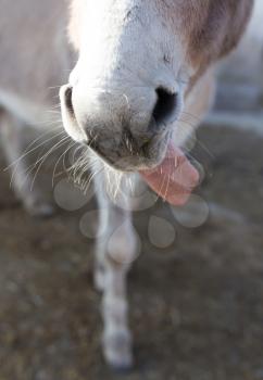 Nose with the ass's tongue on the farm