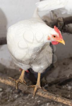 Portrait of a chicken farm . A photo