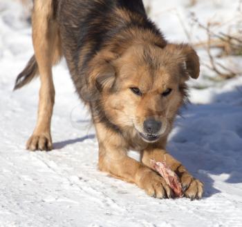 dog eats snow . A photo