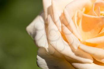 A yellow rose in nature . A photo