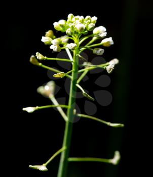 Small white flower on a black background .