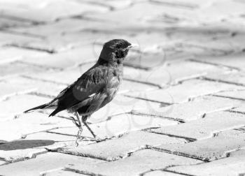 The bird runs along the sidewalk tile
