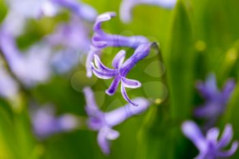 Beautiful blue flower in a park on nature. macro
