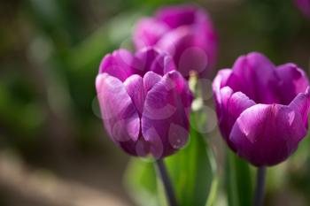 Beautiful purple tulips in a park in nature