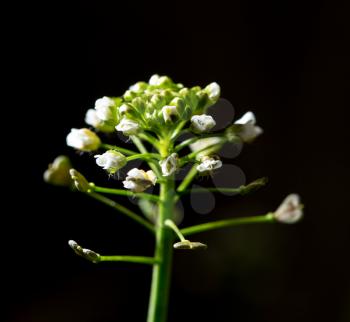 Small white flower on a black background .