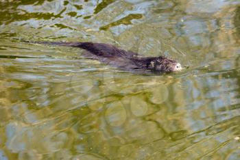 Black coypu on a pond in the park .