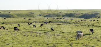 Cows graze on pasture on nature in spring