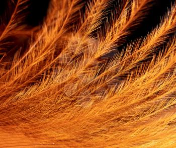 Orange feather on a black background. Macro