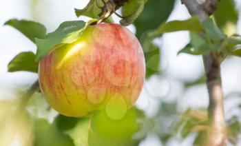 Ripe apple on a tree in the garden .