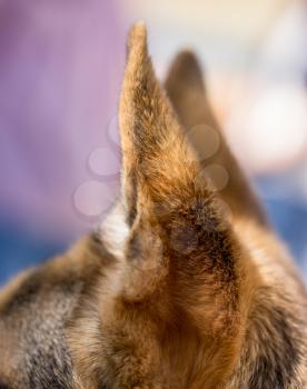 Standing dog ears in open air. macro