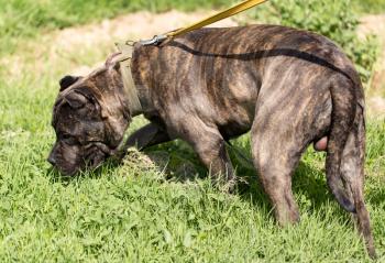 A portrait of a thoroughbred dog in nature .