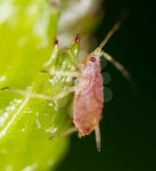 A small aphid on a green plant. macro