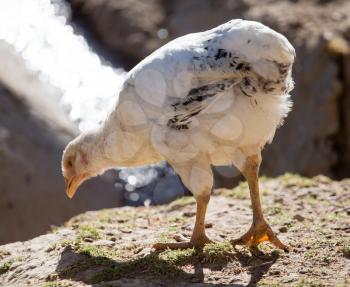 Chicken for a walk on the farm .