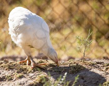 Chicken for a walk on the farm .