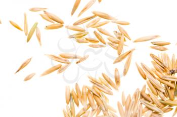 Grain of oats isolated on white background .