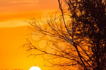 Silhouette of tree branches at the golden sunset .