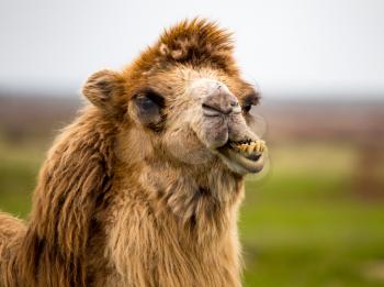 Portrait of camel on nature in spring .
