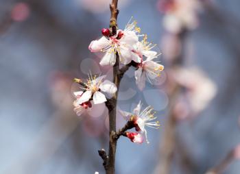 Beautiful flowers on apricot tree in spring .