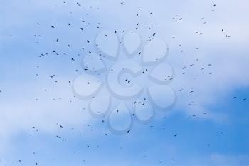 A flock of raven birds on a blue sky .