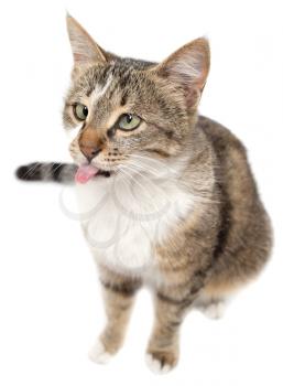 Cat showing tongue on a white background