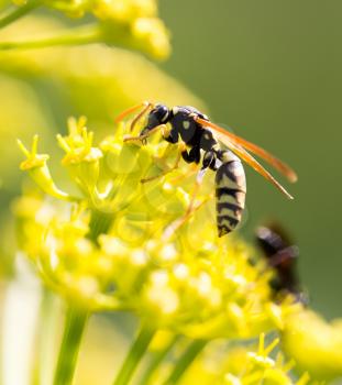 Wasp on yellow flower in nature. macro