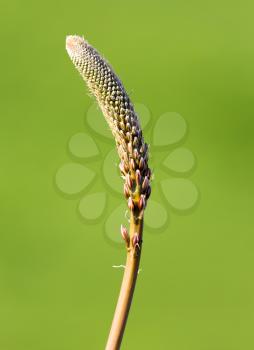 Unopened flower bud in nature. In the spring