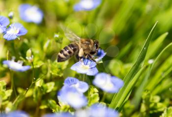 Bee on little blue flowers in nature .