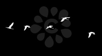 Flock of swans on a black background .
