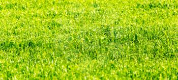 Green grass on nature as background. texture