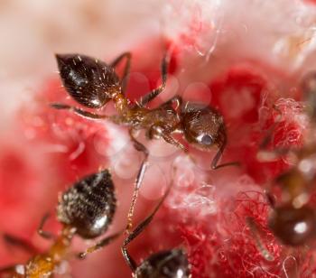 An ant on a red fabric in the house. macro